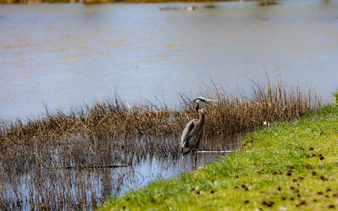Towne Lake Park & Recreation Area