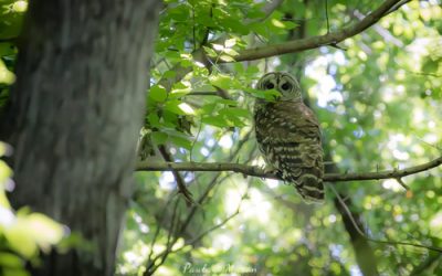 The Barred Owl at Colleyville Nature Center