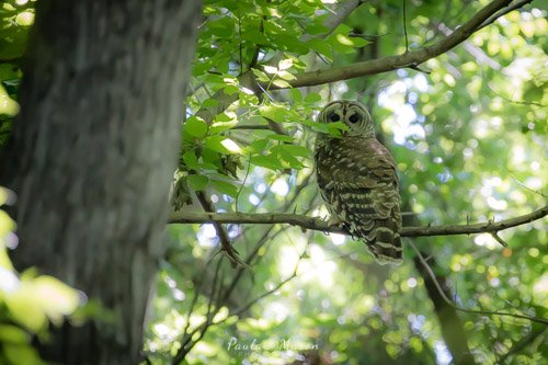 The Barred Owl at Colleyville Nature Center