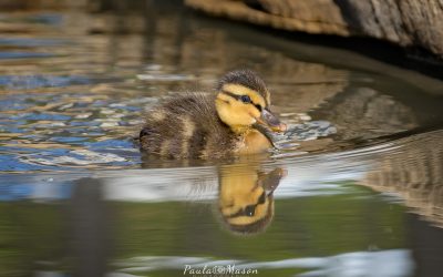 Baby Ducks at Watters Creek in Allen