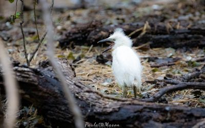 The Rookery…Worth a Trip Down to Dallas
