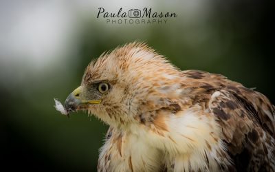 My Injured Hawk…