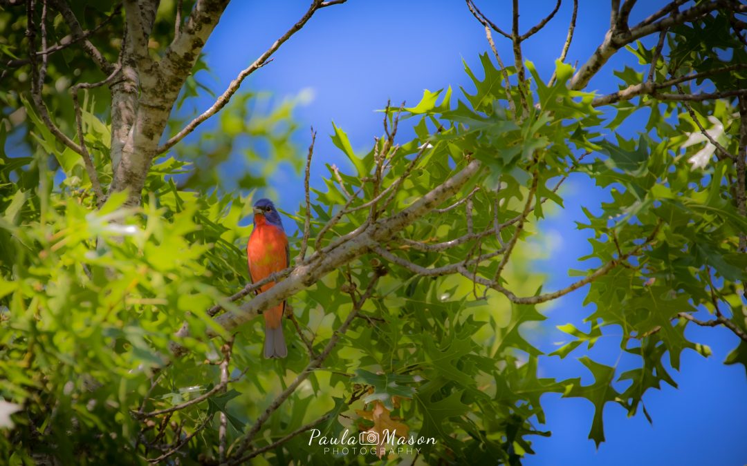 The Painted Bunting…He Does Exist!
