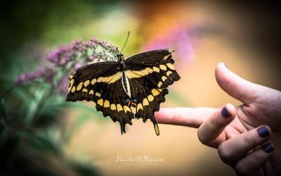 Native Texas Butterfly Garden & House at the Heard Natural Science Museum & Wildlife Sanctuary
