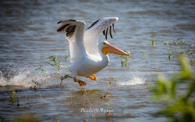 My Morning at Hagerman National Wildlife Rescue