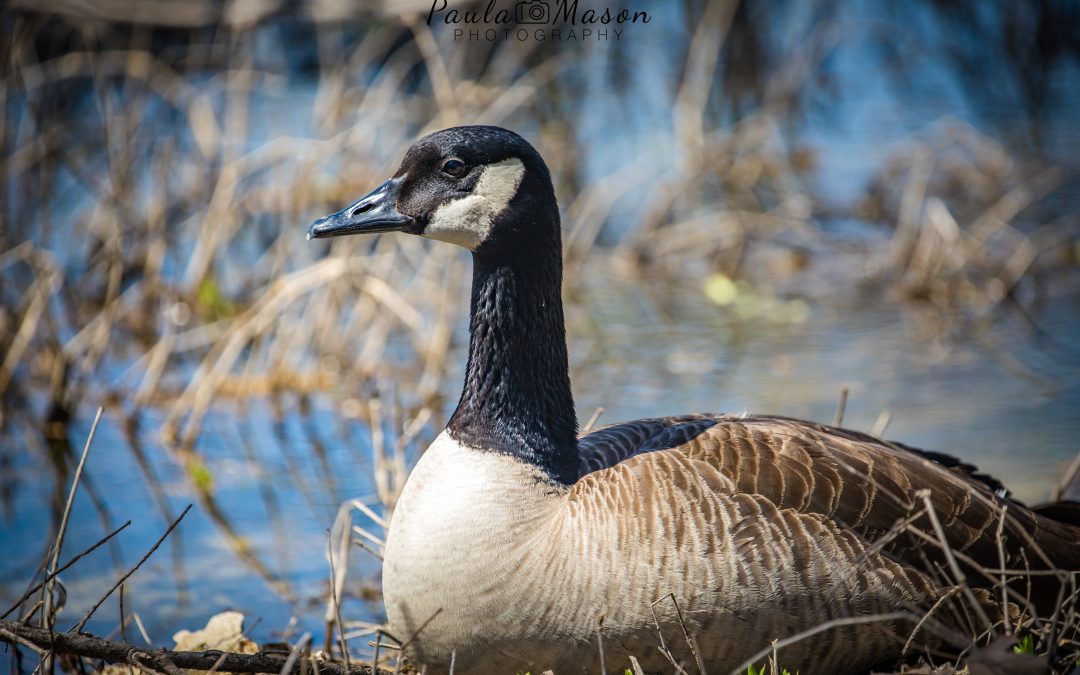 Bethany Lakes Park…A Little Piece of Paradise in Allen, Texas