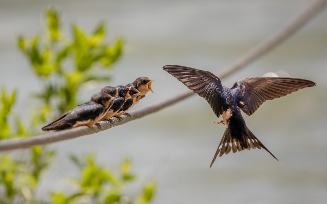 Everyone Needs to See Baby Swallows Being Fed…