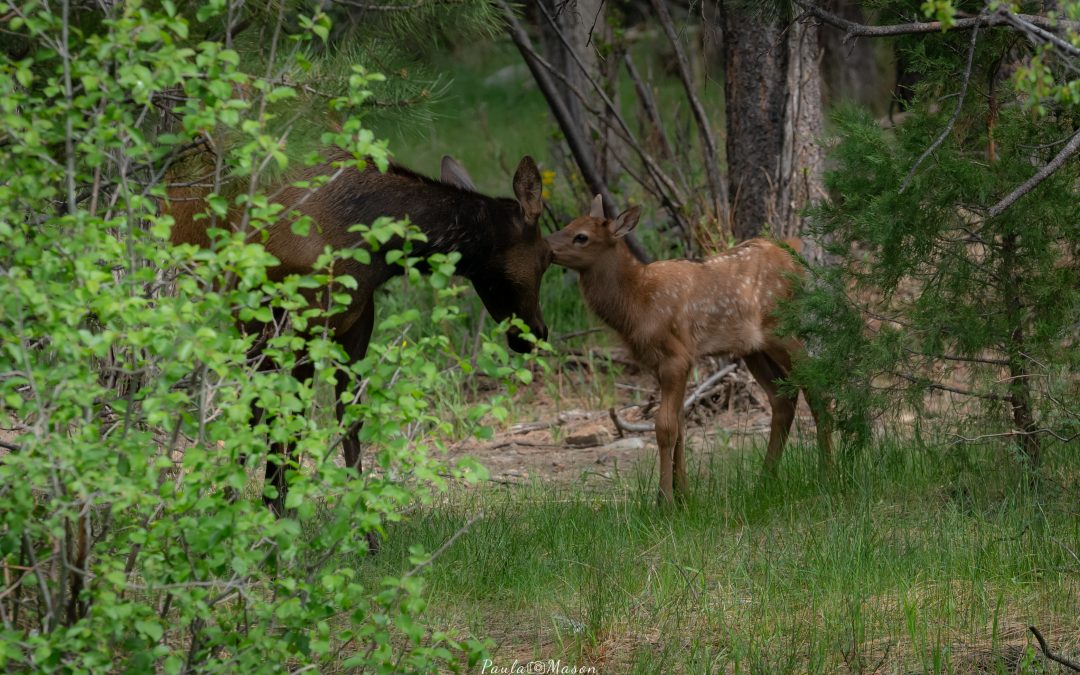 Elk Calving Area:  Aggressive Elk May Be Present – A Colorado Adventure