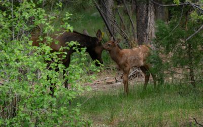 Elk Calving Area:  Aggressive Elk May Be Present – A Colorado Adventure