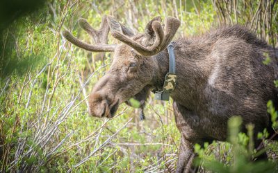 This Moose Got A Little Too Close for Comfort:  A Colorado Adventure