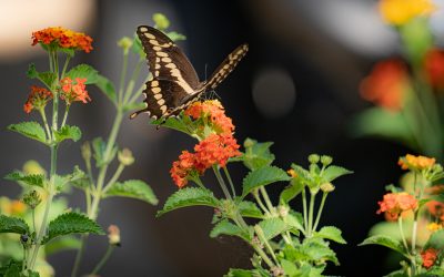 Butterflies or a Trip to the Grocery Store?