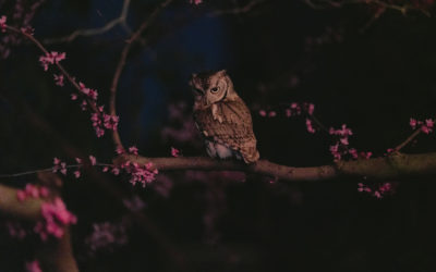 Meet Harry & Hermione, Our Resident Eastern Screech Owls