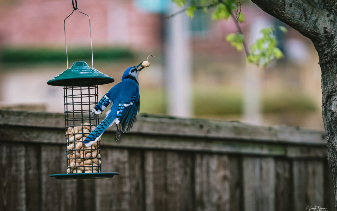 Never Enough Peanuts for These Beautiful Blue Jays…