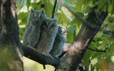 Baby Owls In My Backyard…What An Amazing Sight for This Bird Nerd