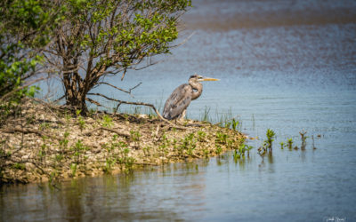 A Quick Visit to Hagerman National Wildlife Refuge