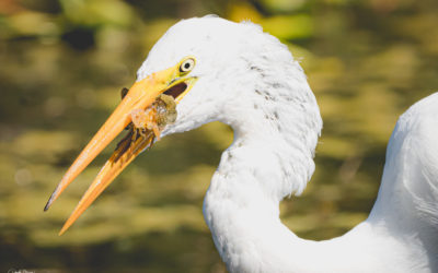 Sometimes a Trip to Connemara is Just What I Need…