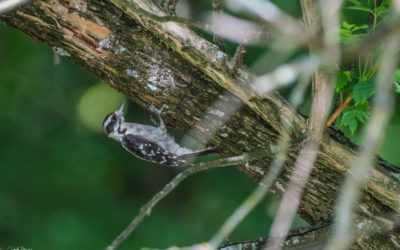 Another Quick Trip to Connemara with my Sony 200-600