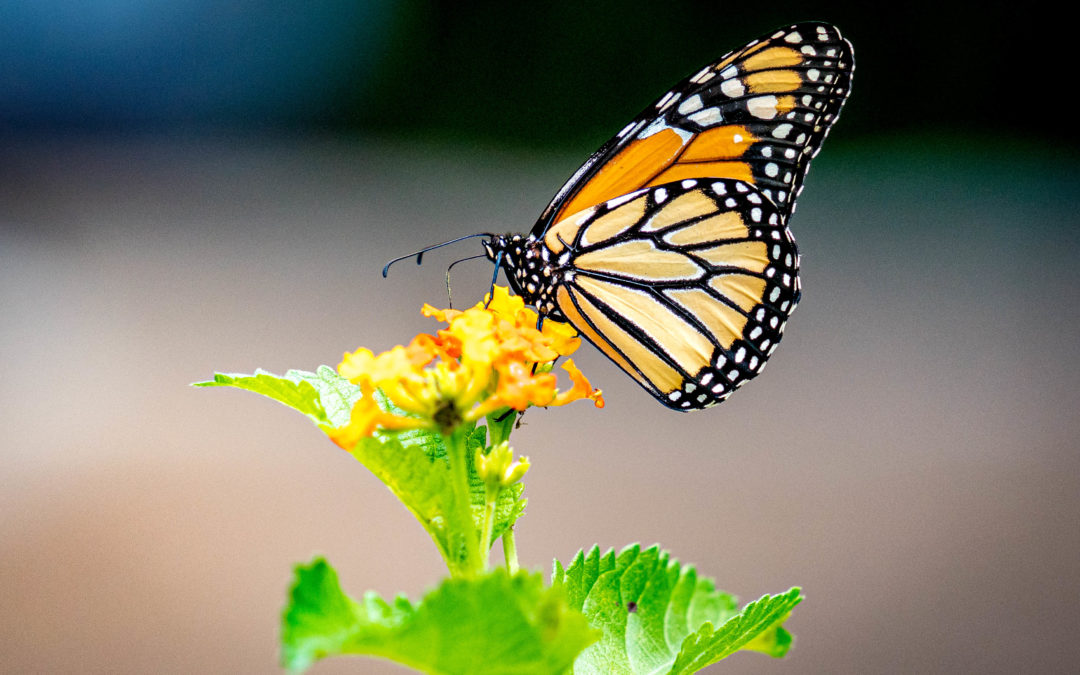 Time for a Butterfly Garden