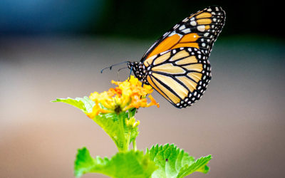 Time for a Butterfly Garden