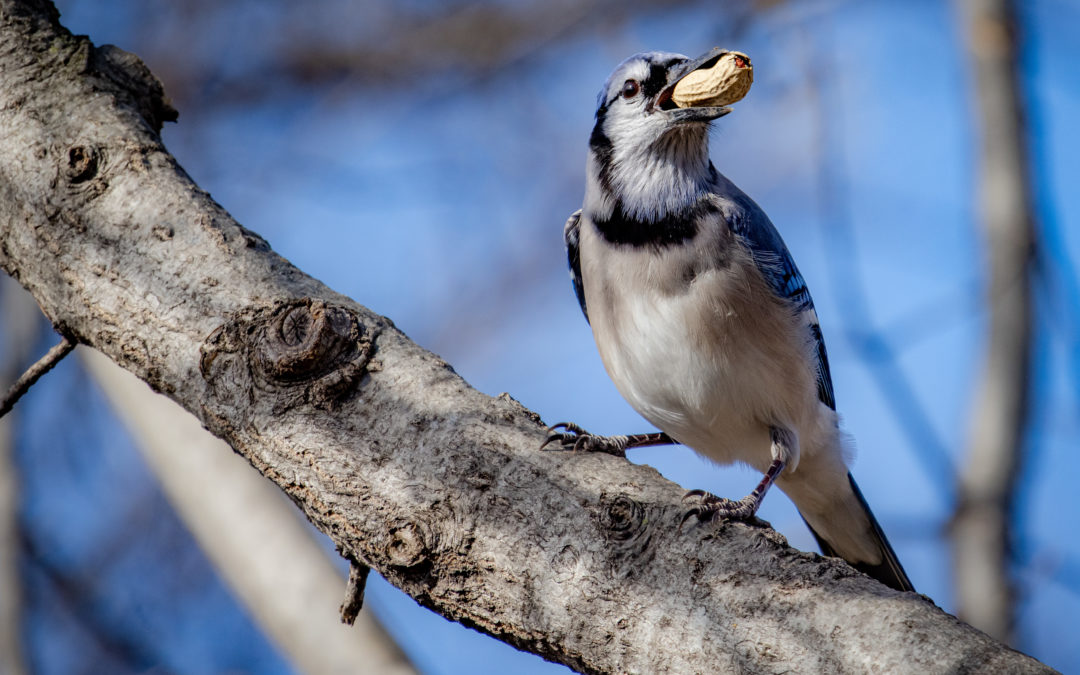 The Magic of the Peanut Feeder