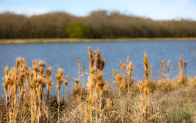 Where Should We Take Our Family Photos?  How About Oak Point Park & Nature Preserve?